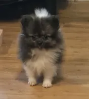 Tiny Mercedes , a female Pomeranian for sale in Tennessee, TN – 7 of 8