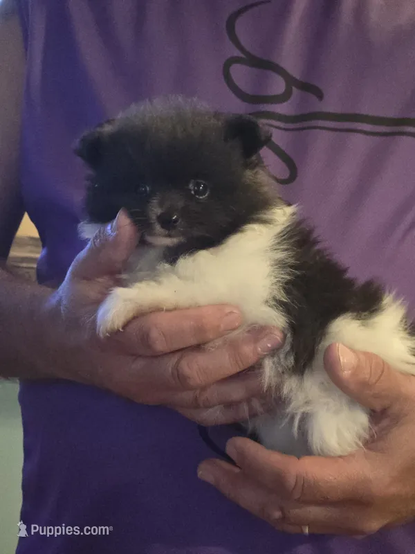 Parti Girl – Pomeranian puppy for sale in Tennessee, TN