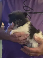 Parti Girl, a female Pomeranian for sale in Tennessee, TN – 1 of 7