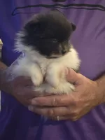 Parti Girl, a female Pomeranian for sale in Tennessee, TN – 4 of 7
