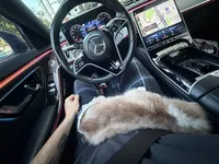 Benny, a male Siberian Husky for sale in Clarksville, TN – Photo 7 of 8