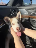 Benny, a male Siberian Husky for sale in Clarksville, TN – Photo 4 of 8