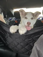 Benny, a male Siberian Husky for sale in Clarksville, TN – Photo 3 of 8