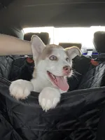 Benny, a male Siberian Husky for sale in Clarksville, TN – Photo 2 of 8