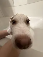 Benny, a male Siberian Husky for sale in Clarksville, TN – Photo 6 of 8