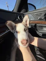 Benny, a male Siberian Husky for sale in Clarksville, TN – Photo 8 of 8