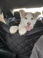 Benny, a male Siberian Husky for sale in Clarksville, TN – Photo 1 of 8