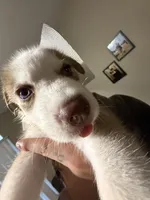 Benny, a male Siberian Husky for sale in Clarksville, TN – Photo 5 of 8