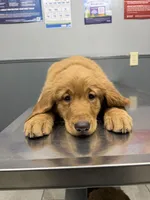 Grape, a female Golden Retriever for sale in Houston, TX – Photo 1 of 4