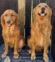 Grape, a female Golden Retriever for sale in Houston, TX – Photo 4 of 4