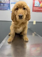 Grape, a female Golden Retriever for sale in Houston, TX – Photo 2 of 4