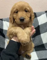 Grape, a female Golden Retriever for sale in Houston, TX – Photo 3 of 4