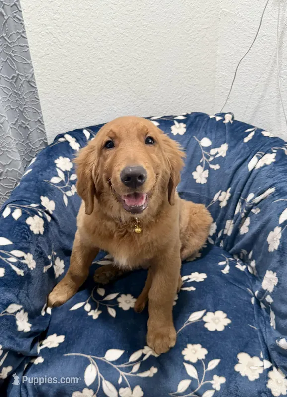 Max – Golden Retriever puppy for sale in Houston, TX