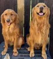 Max, a male Golden Retriever for sale in Houston, TX – Photo 5 of 5