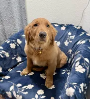 Max, a male Golden Retriever for sale in Houston, TX – Photo 2 of 5