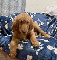 Max, a male Golden Retriever for sale in Houston, TX – Photo 3 of 5