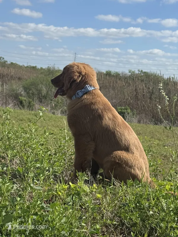 Max – Golden Retriever puppy for sale in Houston, TX