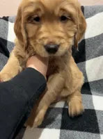 Strawberry, a female Golden Retriever for sale in Houston, TX – Photo 3 of 4