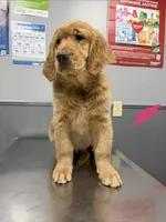 Strawberry, a female Golden Retriever for sale in Houston, TX – Photo 2 of 4