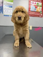 Strawberry, a female Golden Retriever for sale in Houston, TX – Photo 1 of 4