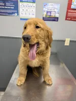 King, a male Golden Retriever for sale in Houston, TX – Photo 2 of 5