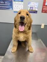 King, a male Golden Retriever for sale in Houston, TX – Photo 1 of 5