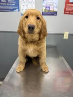 King, a male Golden Retriever for sale in Houston, TX – Photo 3 of 5