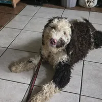 Seamus&Riptide, a male Portuguese Water Dog for sale in Fowlerville, MI – Photo 1 of 2