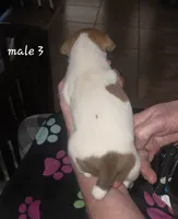 Puppy m3, a male Jack Russell Terrier for sale in Fowlerville, MI – 2 of 2