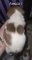 Puppy f1, a female Jack Russell Terrier for sale in Fowlerville, MI – 2 of 2