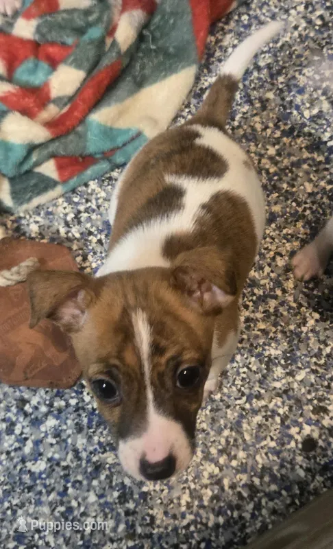 Scout, a male Jack Russell Terrier for sale in Fowlerville, MI – Photo 1 of 1