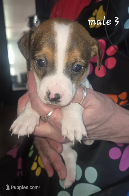Puppy m3 – Jack Russell Terrier puppy for sale in Fowlerville, MI