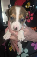 Puppy m3, a male Jack Russell Terrier for sale in Fowlerville, MI – 1 of 2