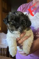 Poppy, a female Shorkie for sale in Fowlerville, MI – Photo 2 of 2