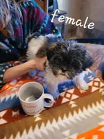 Poppy, a female Shorkie for sale in Fowlerville, MI – Photo 1 of 2