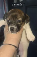 Puppy f1, a female Jack Russell Terrier for sale in Fowlerville, MI – 1 of 2