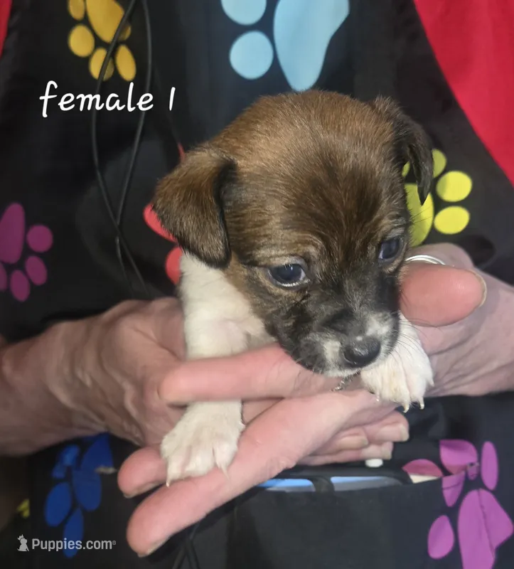 Puppy f1 – Jack Russell Terrier puppy for sale in Fowlerville, MI