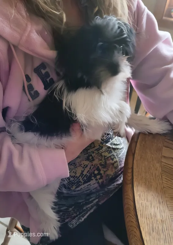 Rascal – Shorkie puppy for sale in Fowlerville, MI