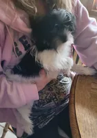 Rascal, a male Shorkie for sale in Fowlerville, MI – 1 of 4