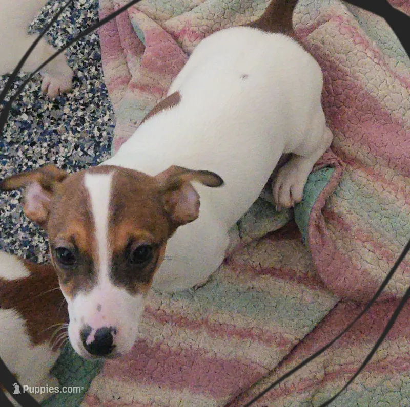 Po – Jack Russell Terrier puppy for sale in Fowlerville, MI