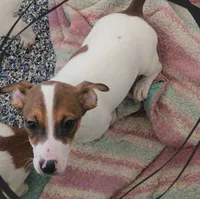 Po, a male Jack Russell Terrier for sale in Fowlerville, MI – 1 of 1