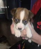 Puppy m1, a male Jack Russell Terrier for sale in Fowlerville, MI – 1 of 2