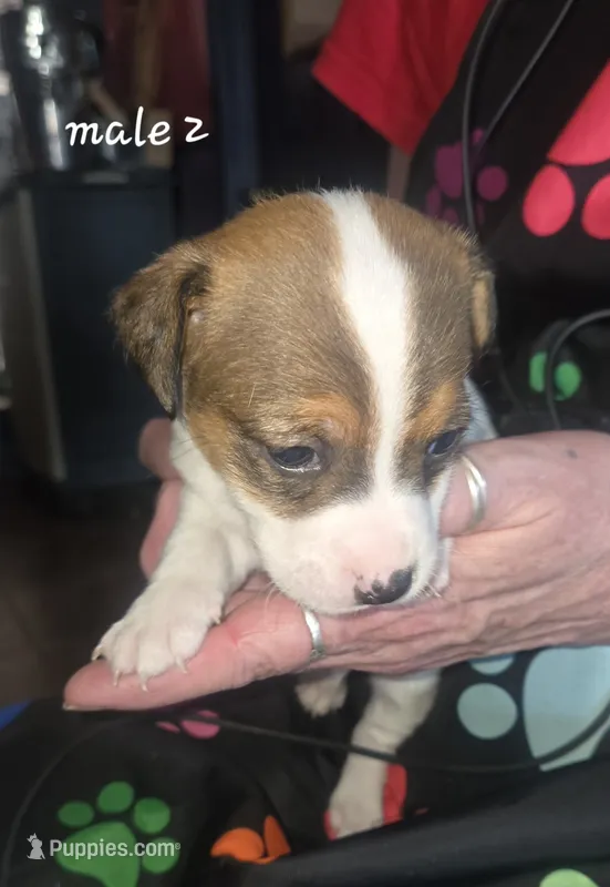 Puppy m2 – Jack Russell Terrier puppy for sale in Fowlerville, MI