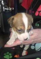 Puppy m2, a male Jack Russell Terrier for sale in Fowlerville, MI – 1 of 2