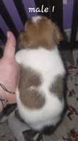 Puppy m1, a male Jack Russell Terrier for sale in Fowlerville, MI – 2 of 2
