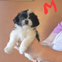 Nacho, a male Shorkie for sale in Fowlerville, MI – Photo 3 of 3