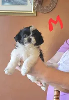 Nacho, a male Shorkie for sale in Fowlerville, MI – Photo 2 of 2