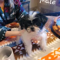 Nacho, a male Shorkie for sale in Fowlerville, MI – Photo 2 of 3