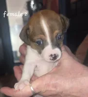 Puppy f2, a female Jack Russell Terrier for sale in Fowlerville, MI – 1 of 2