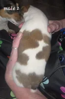 Puppy m2, a male Jack Russell Terrier for sale in Fowlerville, MI – 2 of 2